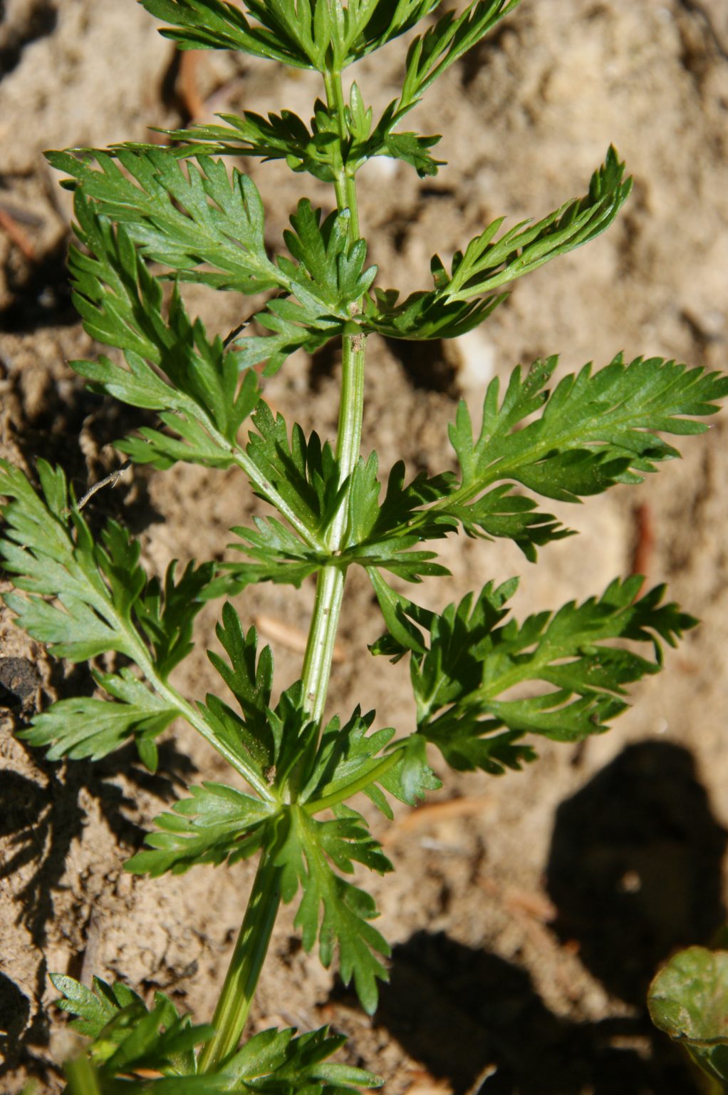Kümmel – Gewürzpflanze und Heilpflanze seit Jahrtausenden ...