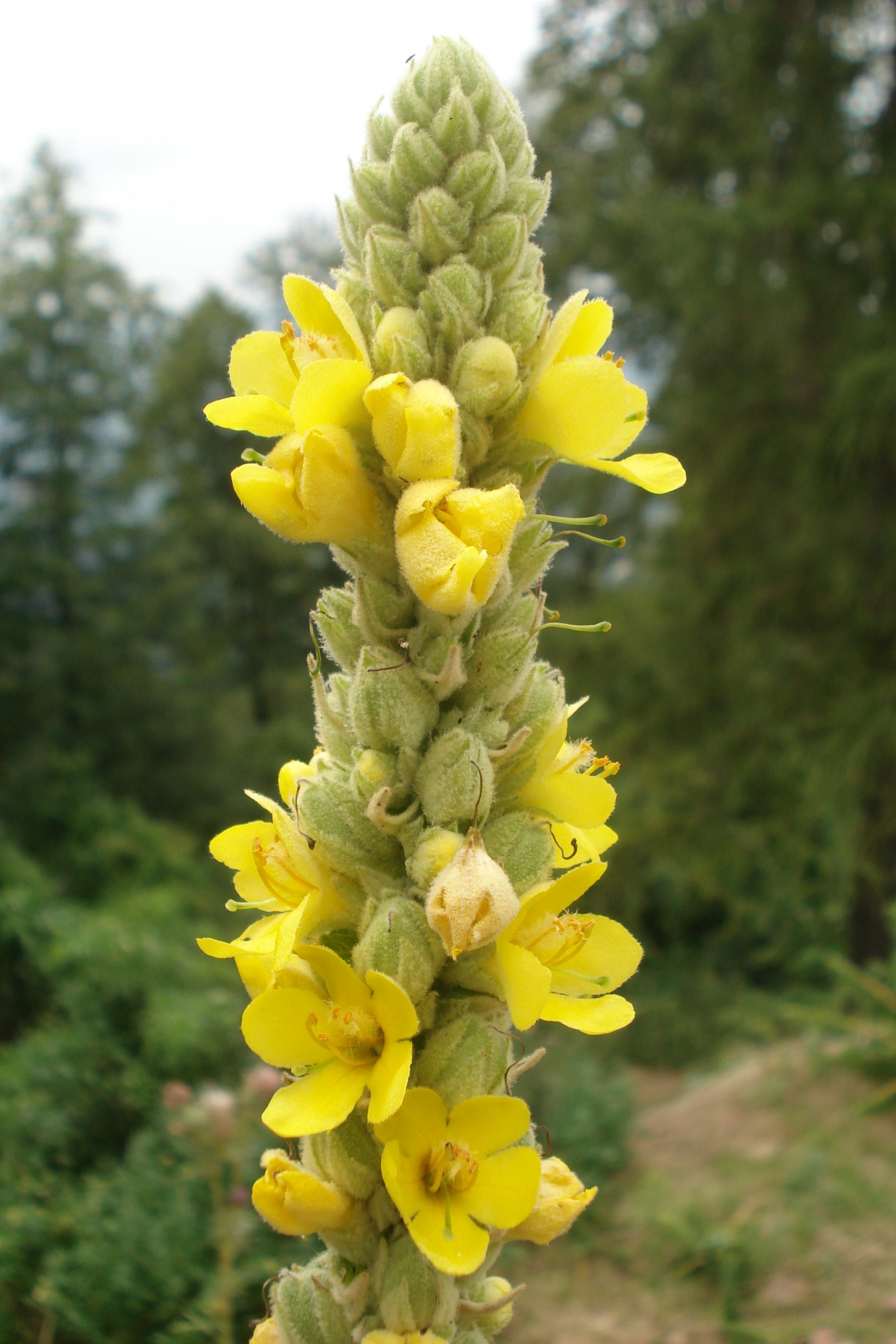 Königskerze – Kräuterweisheiten