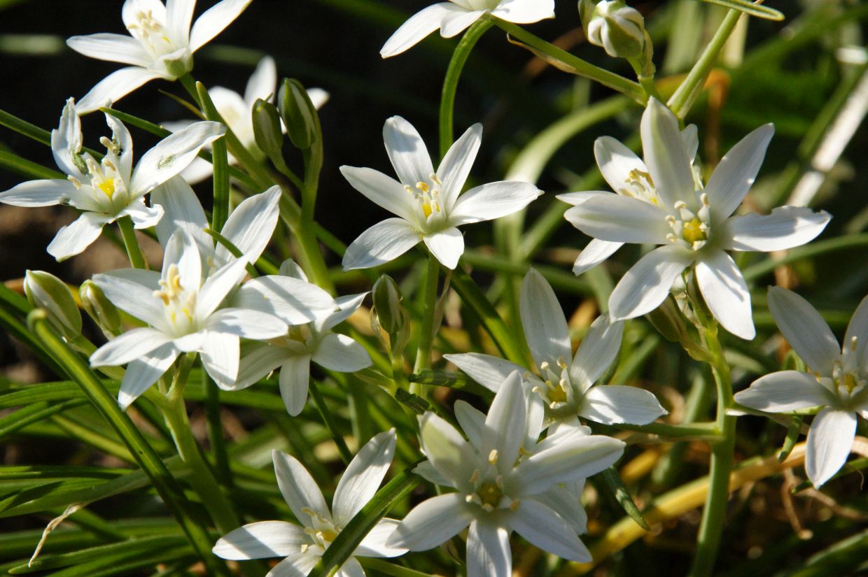 Doldiger Milchstern Blühender Seelentröster Kräuterweisheiten