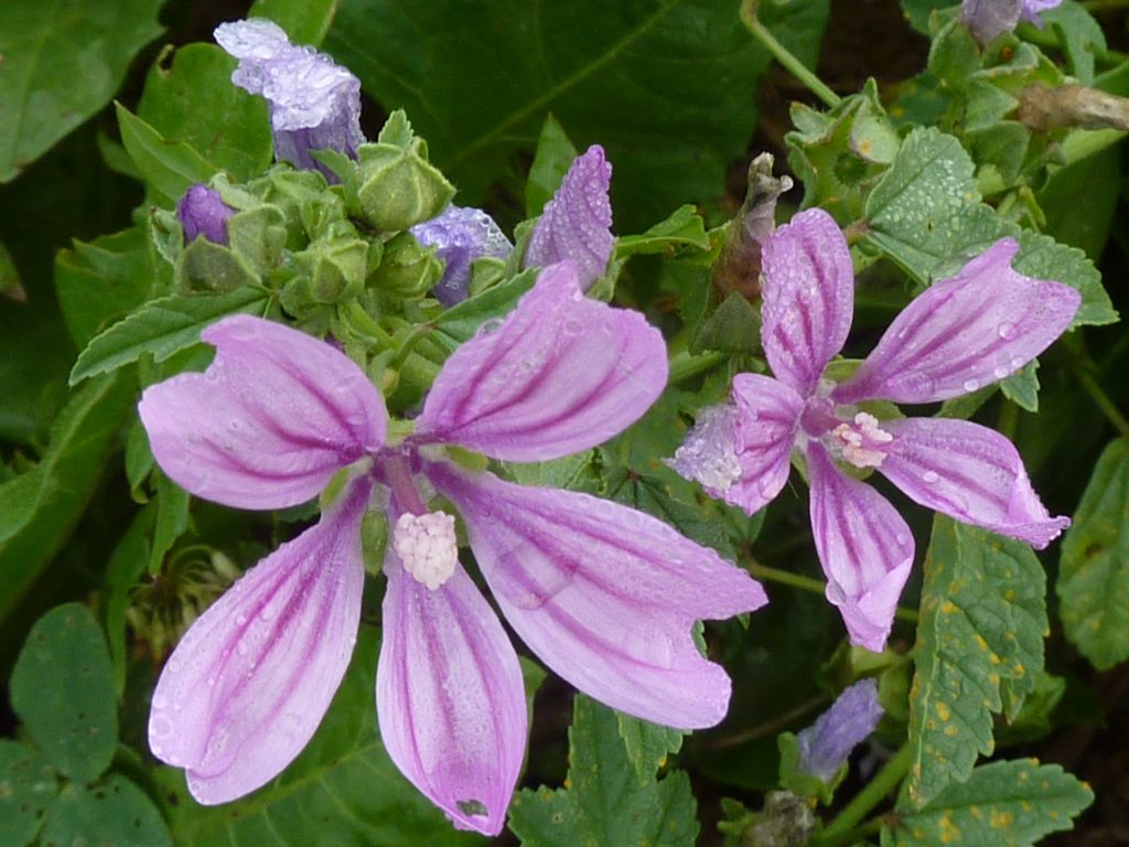 Malvengewächse Kräuterweisheiten